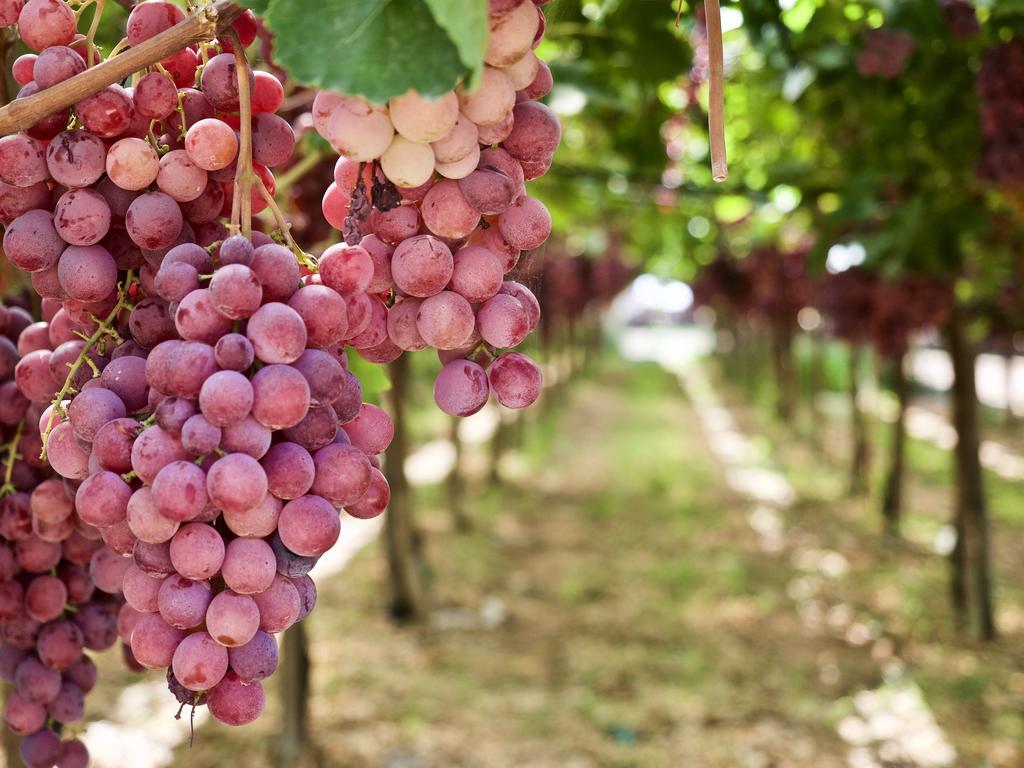 Masseria Agrituristica Lama San Giorgio Rutigliano Kültér fotó